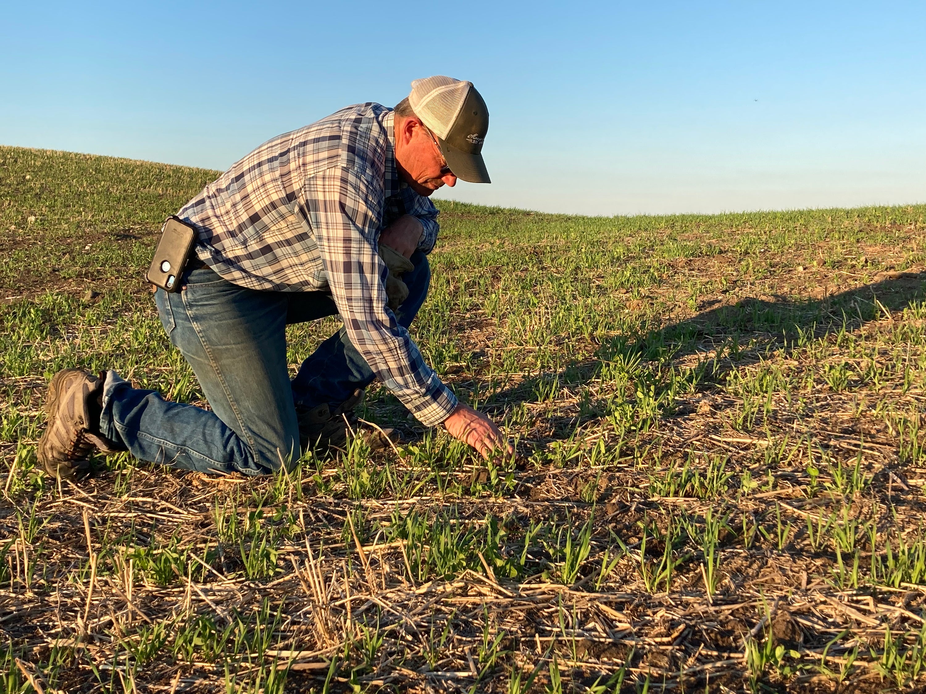 Checking on the Oat Peas at Box H Farm