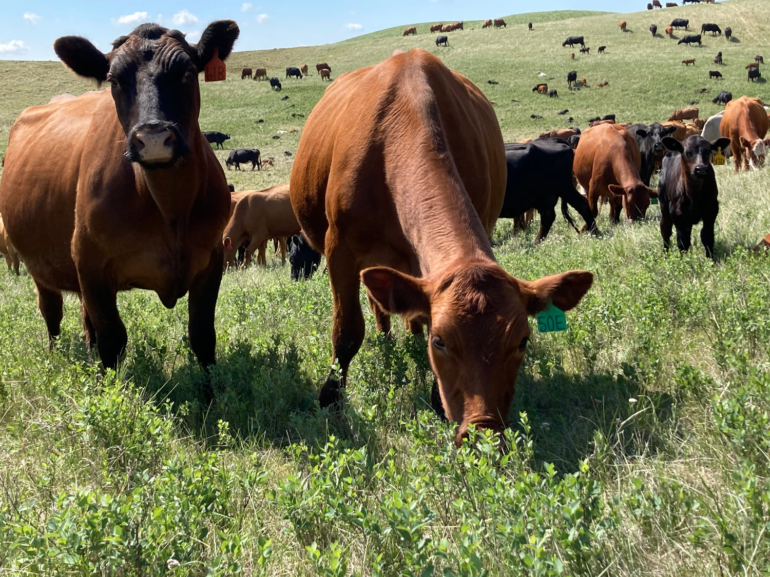 Cows grazing freely at Box H Farm