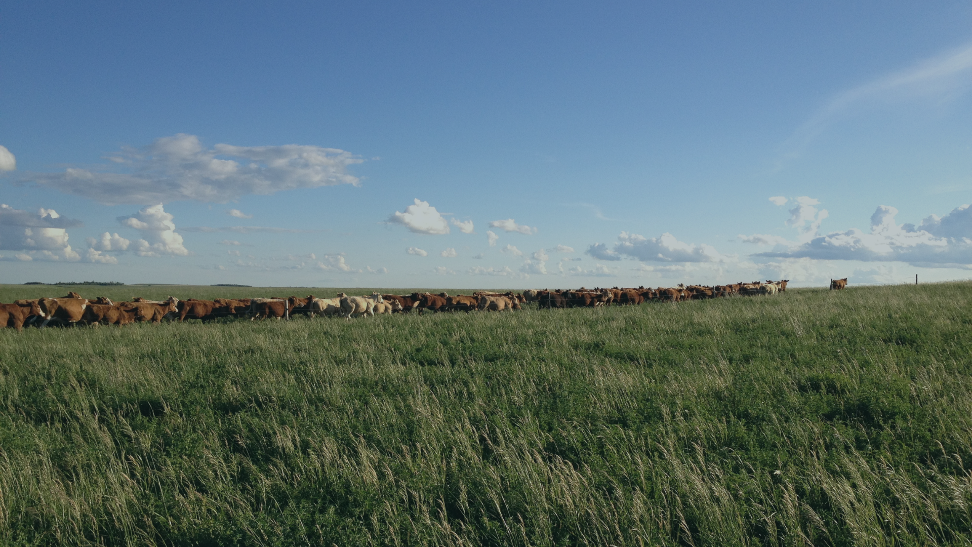 Cattle grazing at Box H Farm