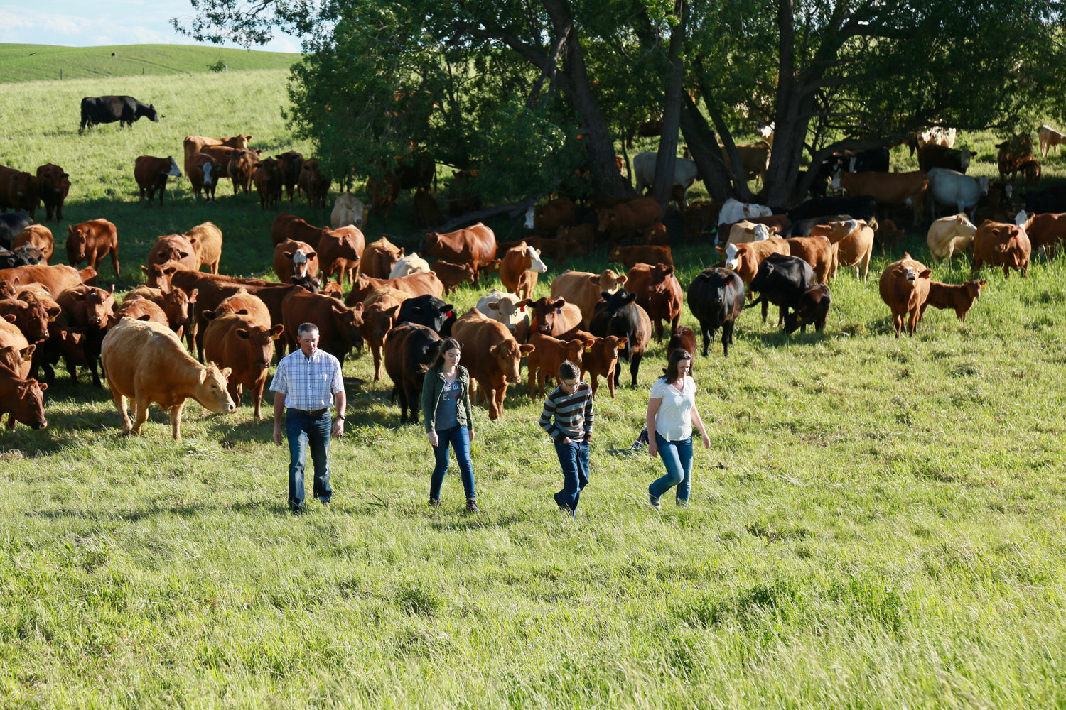 Box H Farm family walking in pasture with cows behind them