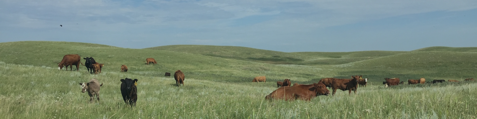 Cattle grazing at Box H Farm in the summer