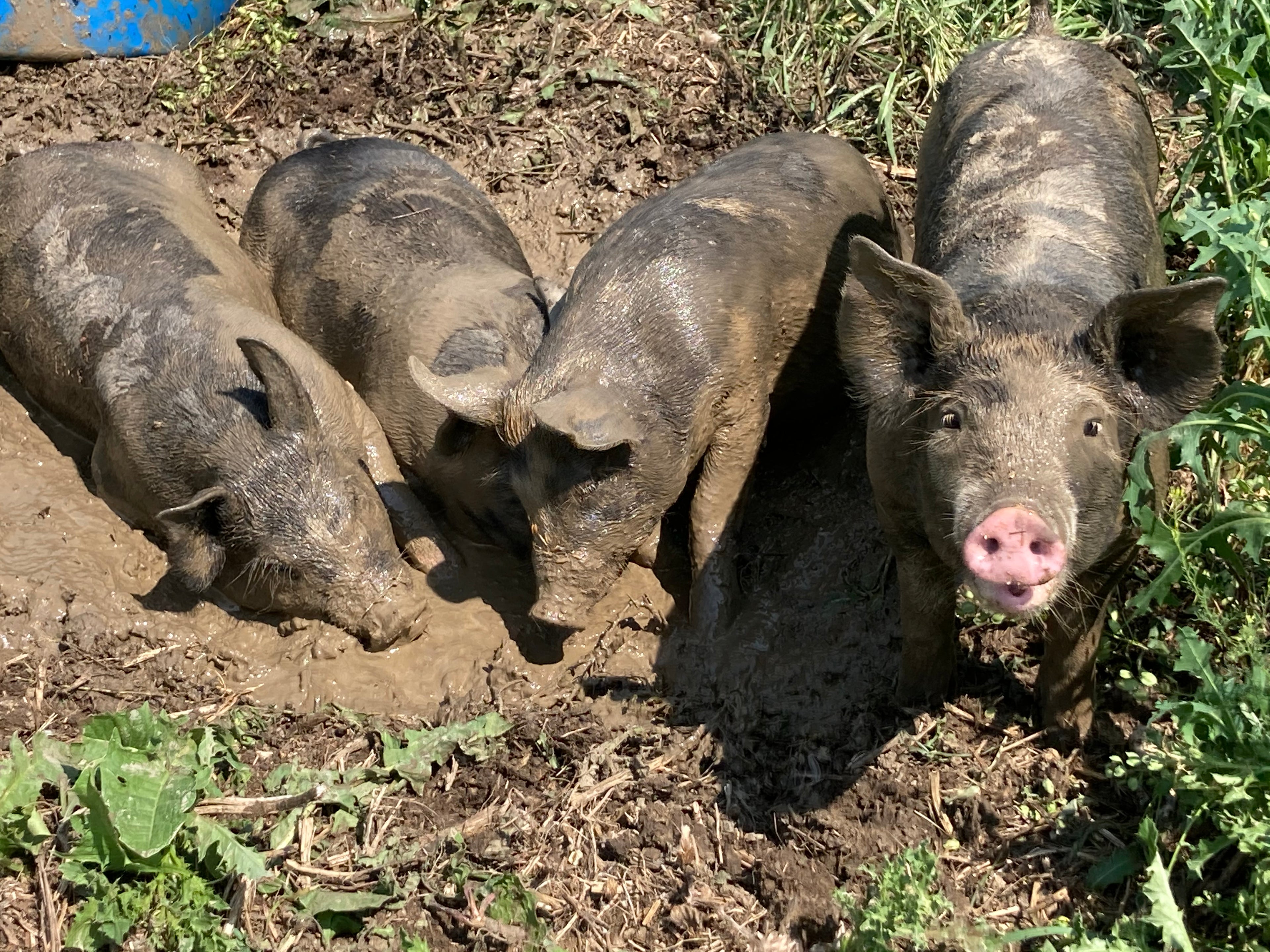 Pasture-Raised Pork