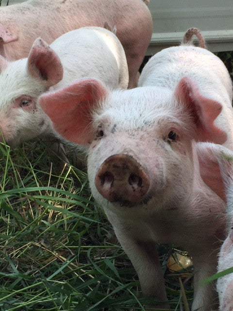 Pigs foraging in the grass at Box H Farm