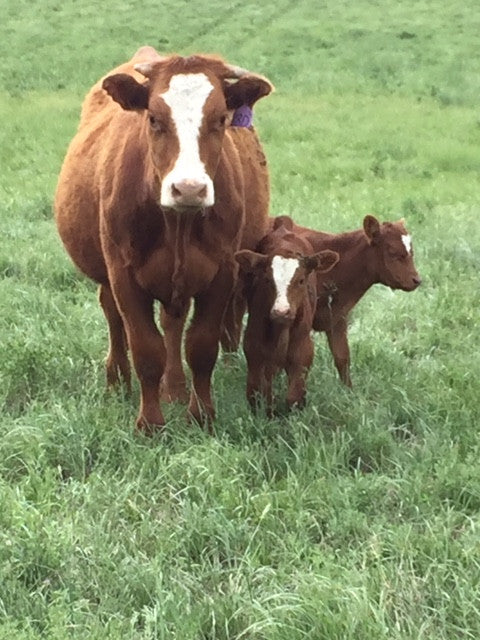 Cow and her calf at Box H Farm