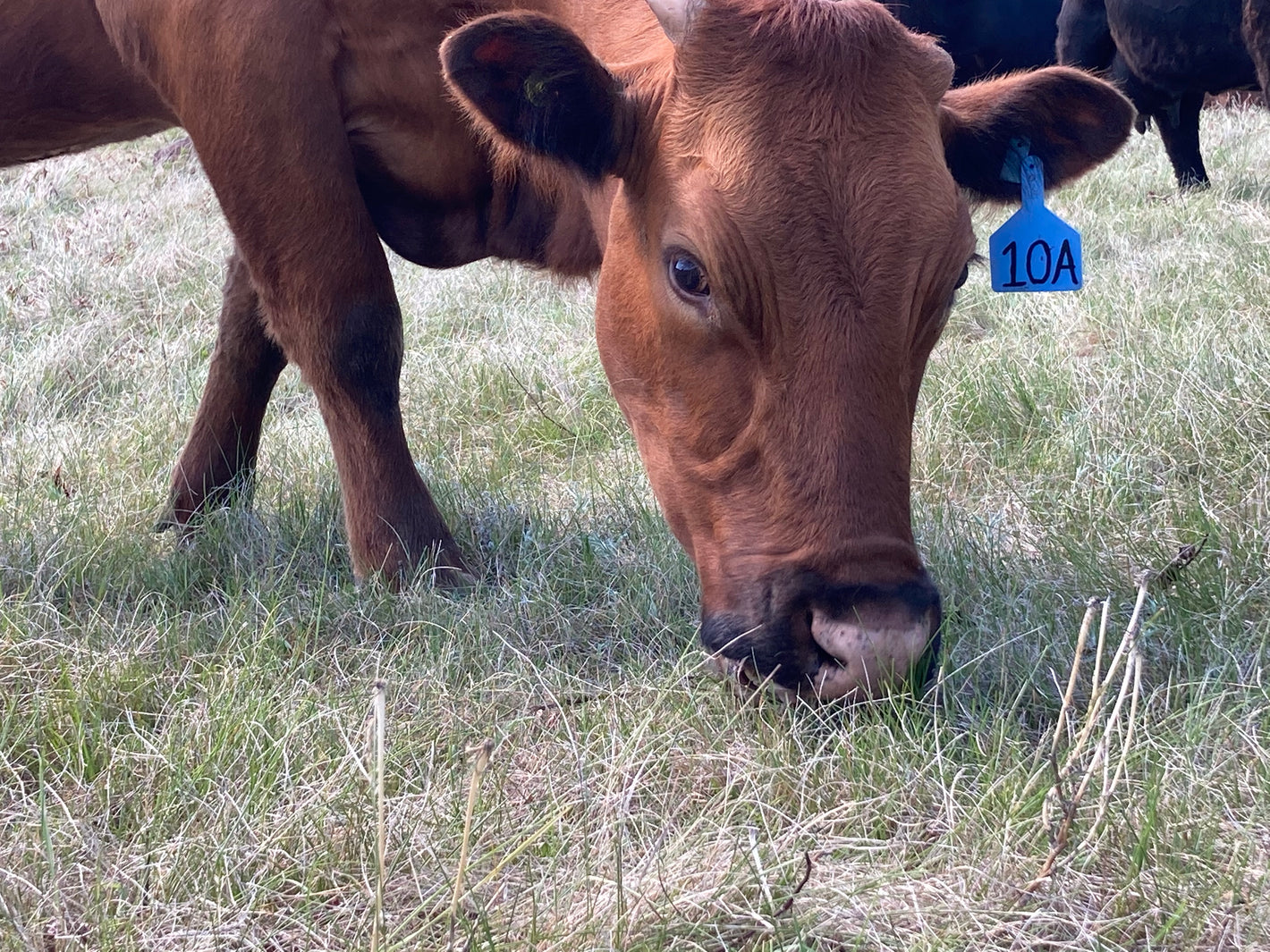 Cows grazing at Box H Farm