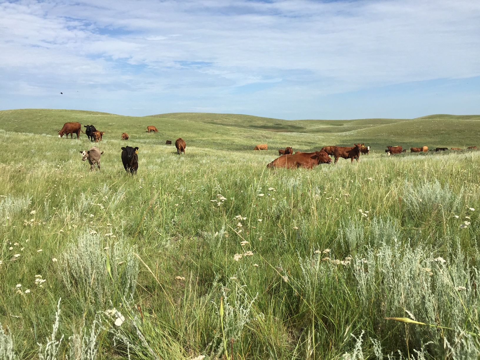 Cattle grazing at Box H Farm