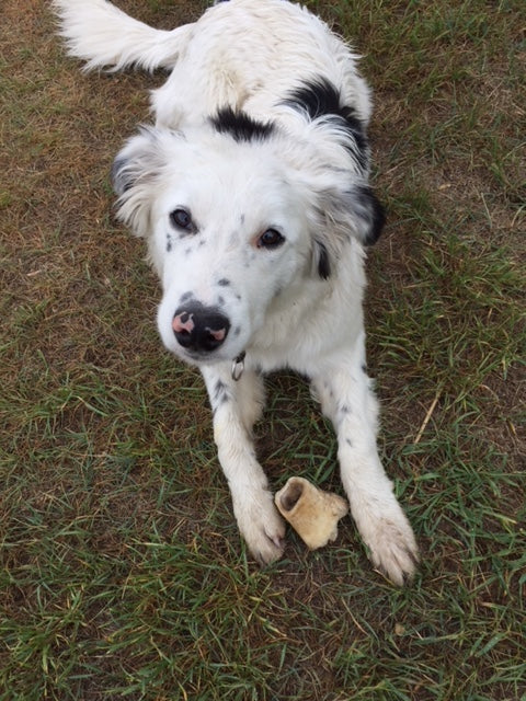 Dog bones (approx 3 lb bag)